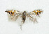  ( - NHMO-DAR-5240)  @13 [ ] Copyright (2015) Unspecified University of Oslo, Natural History Museum