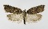  ( - NHMO-DAR-8939)  @11 [ ] CreativeCommons - Attribution Non-Commercial Share-Alike (2016) Unspecified University of Oslo, Natural History Museum