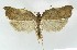  (Acleris sp. KB01 - NHMO-DAR-8946)  @14 [ ] CreativeCommons - Attribution Non-Commercial Share-Alike (2016) Unspecified University of Oslo, Natural History Museum