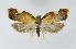  (Acleris holmiana - NHMO-DAR-8952)  @14 [ ] CreativeCommons - Attribution Non-Commercial Share-Alike (2016) Unspecified University of Oslo, Natural History Museum