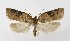  (Acleris laterana - NHMO-DAR-8956)  @15 [ ] CreativeCommons - Attribution Non-Commercial Share-Alike (2016) Unspecified University of Oslo, Natural History Museum