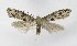  ( - NHMO-DAR-8972)  @11 [ ] CreativeCommons - Attribution Non-Commercial Share-Alike (2016) Unspecified University of Oslo, Natural History Museum