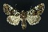  ( - NHMO-DAR-9072)  @14 [ ] CreativeCommons - Attribution Non-Commercial Share-Alike (2016) Unspecified University of Oslo, Natural History Museum