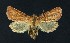  ( - NHMO-DAR-9106)  @13 [ ] CreativeCommons - Attribution Non-Commercial Share-Alike (2016) Unspecified University of Oslo, Natural History Museum