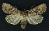  ( - NHMO-DAR-9157)  @11 [ ] CreativeCommons - Attribution Non-Commercial Share-Alike (2016) Unspecified University of Oslo, Natural History Museum