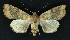 ( - NHMO-DAR-9163)  @14 [ ] CreativeCommons - Attribution Non-Commercial Share-Alike (2016) Unspecified University of Oslo, Natural History Museum