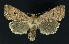  ( - NHMO-DAR-9169)  @14 [ ] CreativeCommons - Attribution Non-Commercial Share-Alike (2016) Unspecified University of Oslo, Natural History Museum