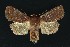  ( - NHMO-DAR-9179)  @14 [ ] CreativeCommons - Attribution Non-Commercial Share-Alike (2016) Unspecified University of Oslo, Natural History Museum