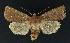  ( - NHMO-DAR-9180)  @14 [ ] CreativeCommons - Attribution Non-Commercial Share-Alike (2016) Unspecified University of Oslo, Natural History Museum