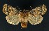  ( - NHMO-DAR-9181)  @14 [ ] CreativeCommons - Attribution Non-Commercial Share-Alike (2016) Unspecified University of Oslo, Natural History Museum