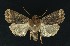 ( - NHMO-DAR-9184)  @14 [ ] CreativeCommons - Attribution Non-Commercial Share-Alike (2016) Unspecified University of Oslo, Natural History Museum