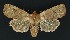  ( - NHMO-DAR-9188)  @14 [ ] CreativeCommons - Attribution Non-Commercial Share-Alike (2016) Unspecified University of Oslo, Natural History Museum