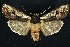  ( - NHMO-DAR-9199)  @11 [ ] CreativeCommons - Attribution Non-Commercial Share-Alike (2016) Unspecified University of Oslo, Natural History Museum