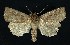  ( - NHMO-DAR-9206)  @14 [ ] CreativeCommons - Attribution Non-Commercial Share-Alike (2016) Unspecified University of Oslo, Natural History Museum