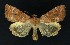  (Cosmia trapezina - NHMO-DAR-9209)  @14 [ ] CreativeCommons - Attribution Non-Commercial Share-Alike (2016) Unspecified University of Oslo, Natural History Museum