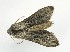  ( - NHMO-DAR-9233)  @12 [ ] CreativeCommons - Attribution Non-Commercial Share-Alike (2016) Unspecified University of Oslo, Natural History Museum