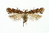  (Aristotelia bengtssoni - NHMO-DAR-5406)  @11 [ ] Copyright (2015) Unspecified University of Oslo, Natural History Museum