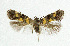  ( - NHMO-DAR-5409)  @11 [ ] Copyright (2015) Unspecified University of Oslo, Natural History Museum