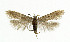  ( - NHMO-DAR-5412)  @13 [ ] Copyright (2015) Unspecified University of Oslo, Natural History Museum