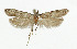  ( - NHMO-DAR-5469)  @11 [ ] Copyright (2015) Unspecified University of Oslo, Natural History Museum