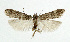  ( - NHMO-DAR-5215)  @13 [ ] Copyright (2015) Unspecified University of Oslo, Natural History Museum