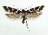  ( - NHMO-DAR-5522)  @13 [ ] Copyright (2015) Unspecified University of Oslo, Natural History Museum