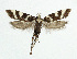  ( - NHMO-DAR-5523)  @14 [ ] Copyright (2015) Unspecified University of Oslo, Natural History Museum