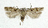  (Caryocolum blandelloides - NHMO-DAR-5565)  @14 [ ] Copyright (2015) Unspecified University of Oslo, Natural History Museum