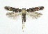  (Caryocolum junctella - NHMO-DAR-5570)  @14 [ ] Copyright (2015) Unspecified University of Oslo, Natural History Museum