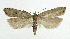  (Dichomeris juniperella - NHMO-DAR-5612)  @15 [ ] Copyright (2015) Unspecified University of Oslo, Natural History Museum