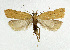  ( - NHMO-DAR-5614)  @11 [ ] Copyright (2015) Unspecified University of Oslo, Natural History Museum