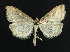  ( - NHMO-DAR-5856)  @13 [ ] Copyright (2015) Unspecified University of Oslo, Natural History Museum