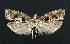 ( - NHMO-DAR-5879)  @12 [ ] Copyright (2015) Unspecified University of Oslo, Natural History Museum