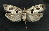  ( - NHMO-DAR-5883)  @13 [ ] Copyright (2015) Unspecified University of Oslo, Natural History Museum