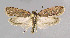 ( - NHMO-DAR-6124)  @14 [ ] Copyright (2015) Unspecified University of Oslo, Natural History Museum