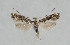  ( - NHMO-DAR-6130)  @13 [ ] Copyright (2015) Unspecified University of Oslo, Natural History Museum