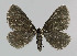  ( - NHMO-DAR-6143)  @14 [ ] Copyright (2015) Unspecified University of Oslo, Natural History Museum