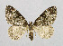  (Martania taeniata - NHMO-DAR-6177)  @15 [ ] Copyright (2015) Unspecified University of Oslo, Natural History Museum