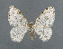  ( - NHMO-DAR-6182)  @13 [ ] Copyright (2015) Unspecified University of Oslo, Natural History Museum