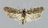  ( - NHMO-DAR-6216)  @14 [ ] Copyright (2015) Unspecified University of Oslo, Natural History Museum