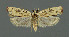  ( - NHMO-DAR-6246)  @14 [ ] Copyright (2015) Unspecified University of Oslo, Natural History Museum
