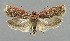  ( - NHMO-DAR-6263)  @14 [ ] Copyright (2015) Unspecified University of Oslo, Natural History Museum