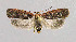  ( - NHMO-DAR-6264)  @14 [ ] Copyright (2015) Unspecified University of Oslo, Natural History Museum