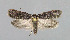  ( - NHMO-DAR-6265)  @14 [ ] Copyright (2015) Unspecified University of Oslo, Natural History Museum