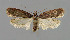  ( - NHMO-DAR-6267)  @14 [ ] Copyright (2015) Unspecified University of Oslo, Natural History Museum