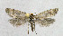  ( - NHMO-DAR-6272)  @13 [ ] Copyright (2015) Unspecified University of Oslo, Natural History Museum