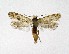  ( - NHMO-DAR-9546)  @13 [ ] CreativeCommons - Attribution Non-Commercial Share-Alike (2016) Unspecified University of Oslo, Natural History Museum