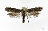  ( - NHMO-DAR-9547)  @13 [ ] CreativeCommons - Attribution Non-Commercial Share-Alike (2016) Unspecified University of Oslo, Natural History Museum