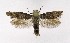  ( - NHMO-DAR-9548)  @13 [ ] CreativeCommons - Attribution Non-Commercial Share-Alike (2016) Unspecified University of Oslo, Natural History Museum