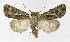  ( - NHMO-DAR-9553)  @11 [ ] CreativeCommons - Attribution Non-Commercial Share-Alike (2016) Unspecified University of Oslo, Natural History Museum